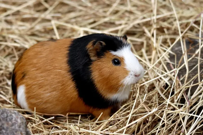 Cavia's