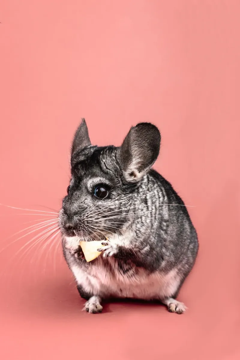 Chinchilla's