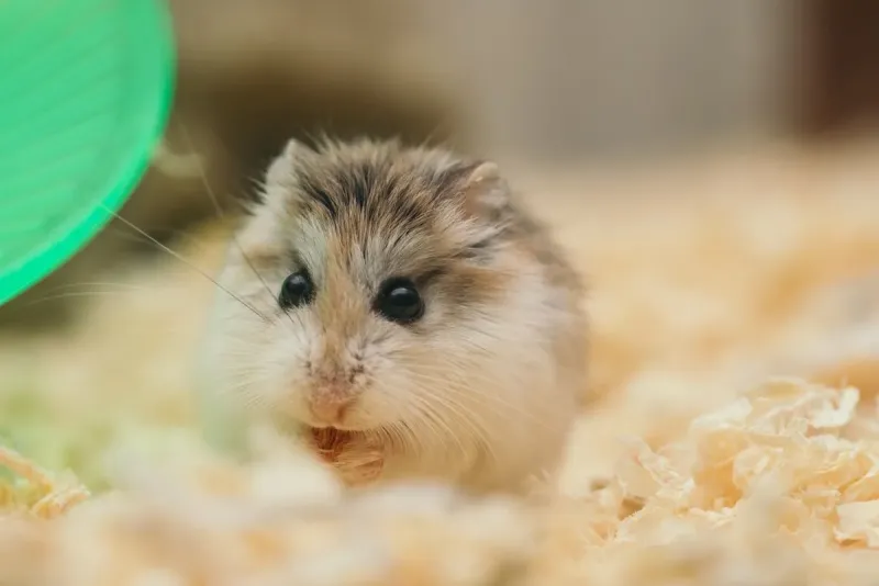 Hamsters